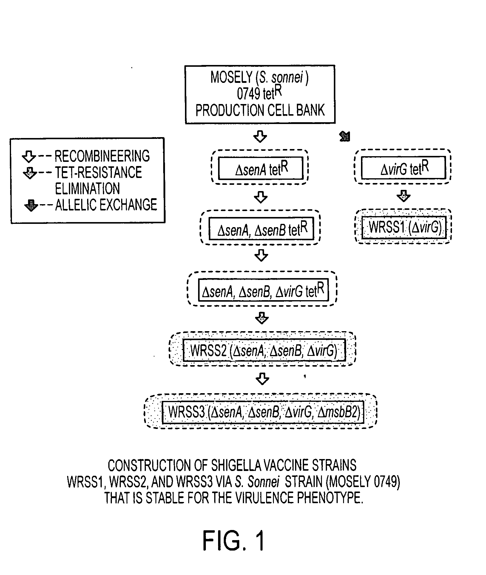 Combinations of gene deletions for live attenuated shigella vaccine strains