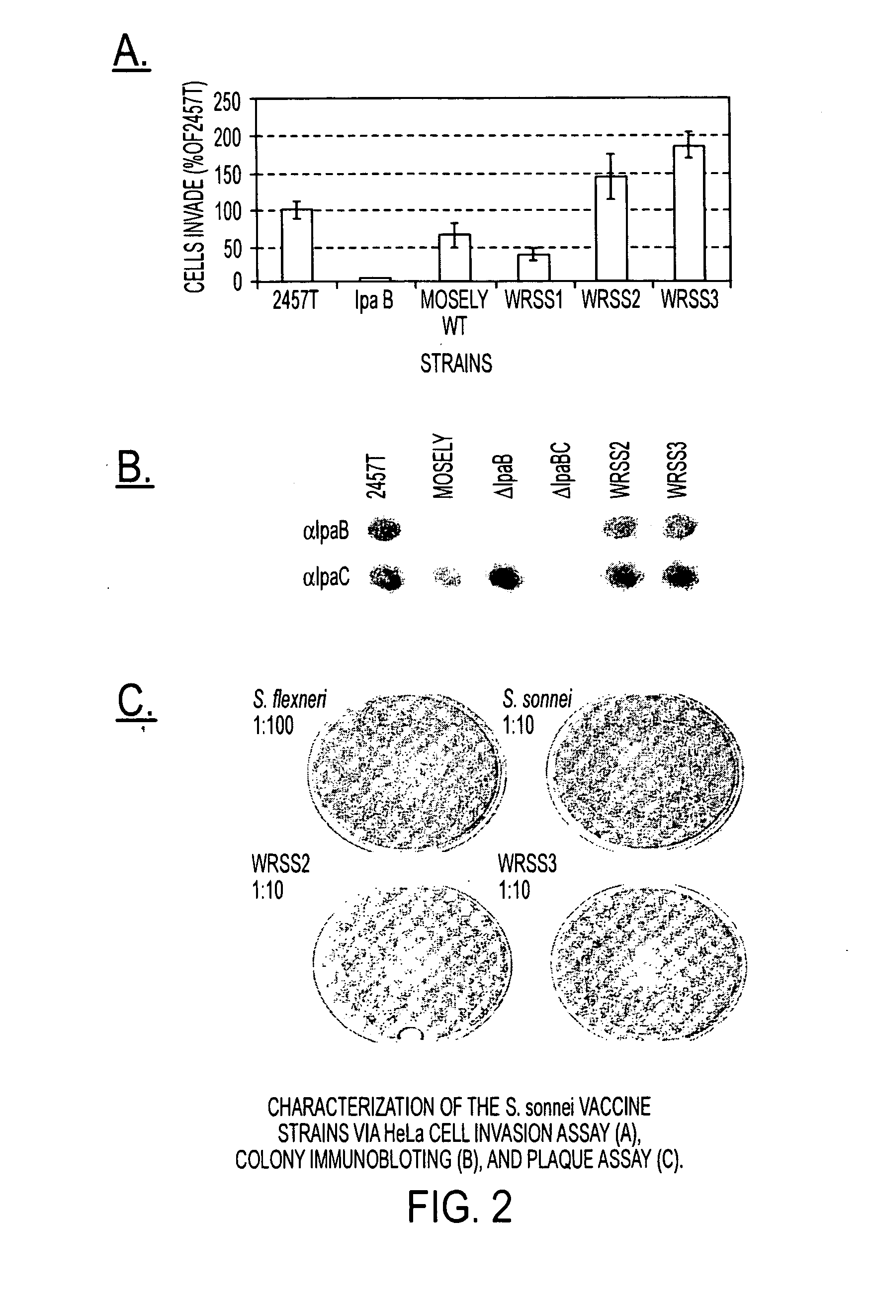 Combinations of gene deletions for live attenuated shigella vaccine strains