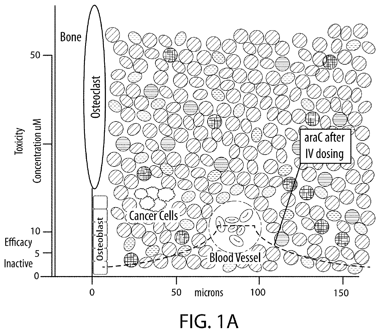 Drug combination treatments using bone-targeting therapeutics for bone and bone-related disease