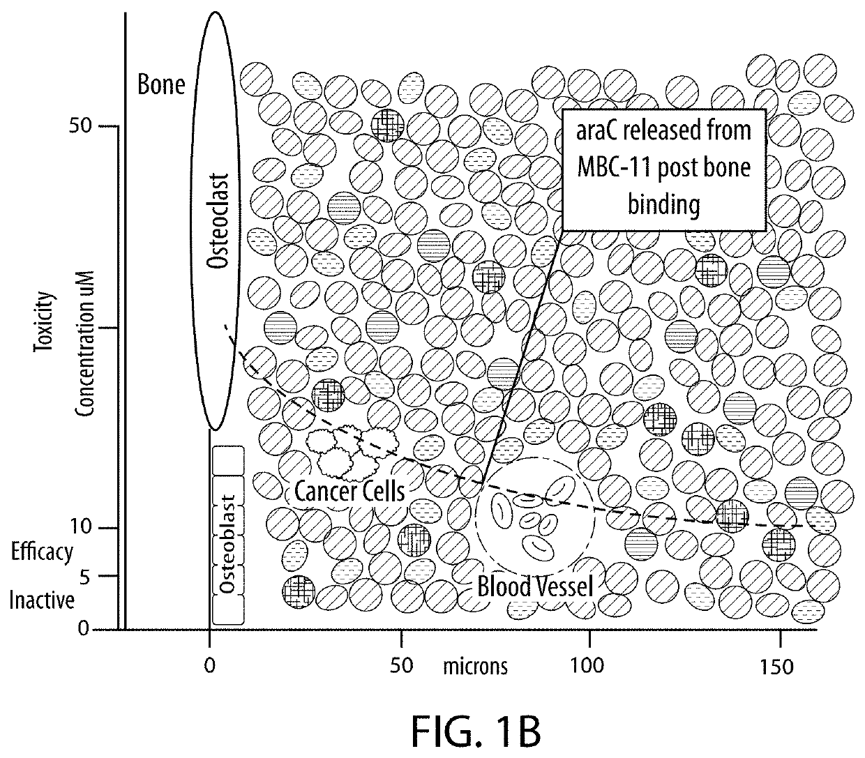 Drug combination treatments using bone-targeting therapeutics for bone and bone-related disease