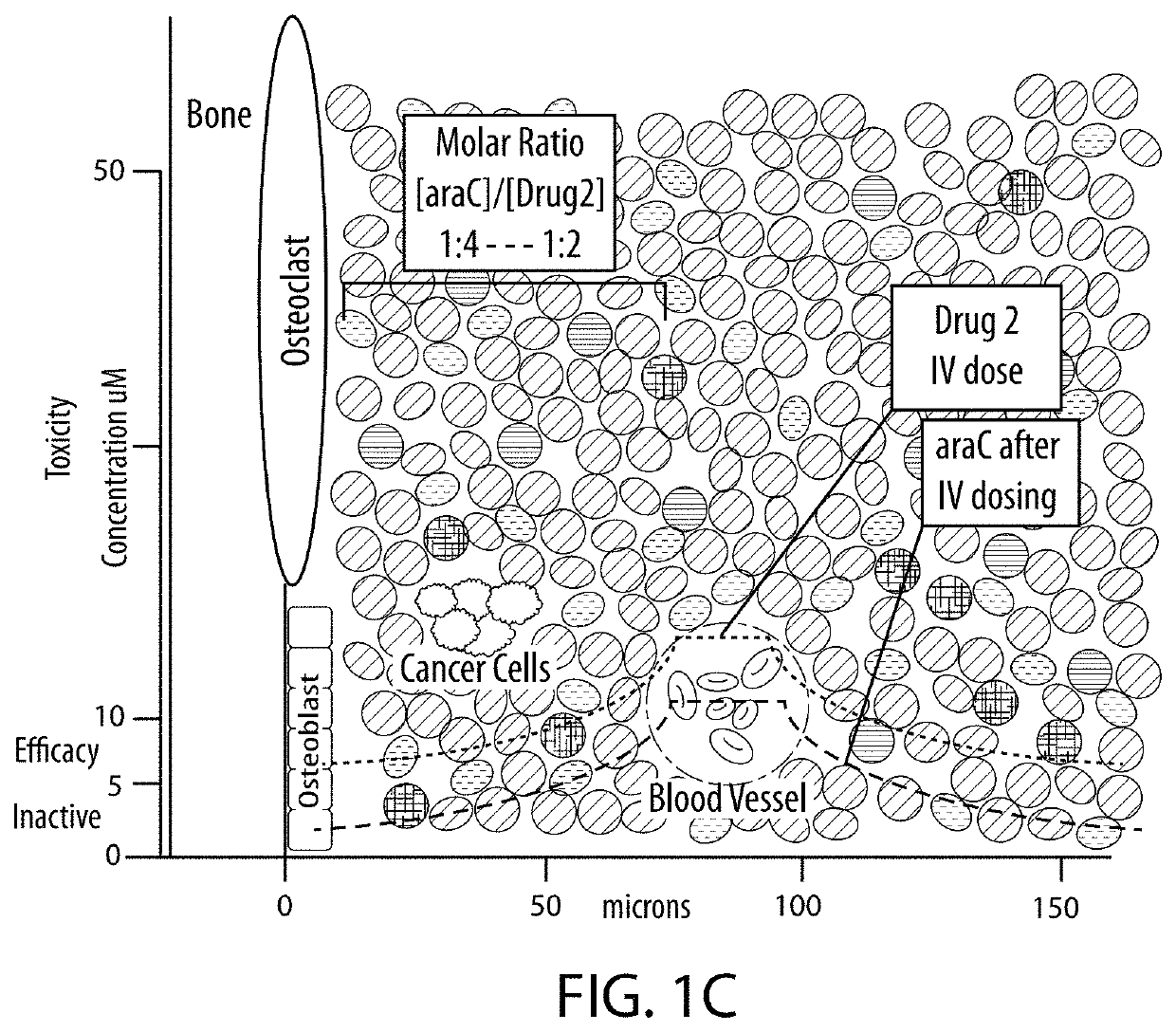 Drug combination treatments using bone-targeting therapeutics for bone and bone-related disease