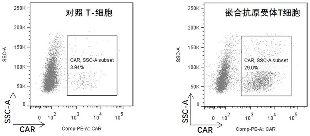 A chimeric antigen receptor T cell preparation