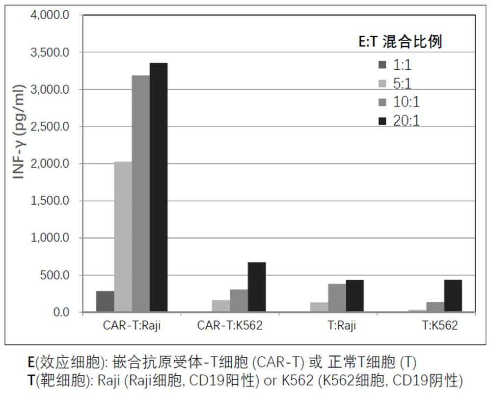 A chimeric antigen receptor T cell preparation