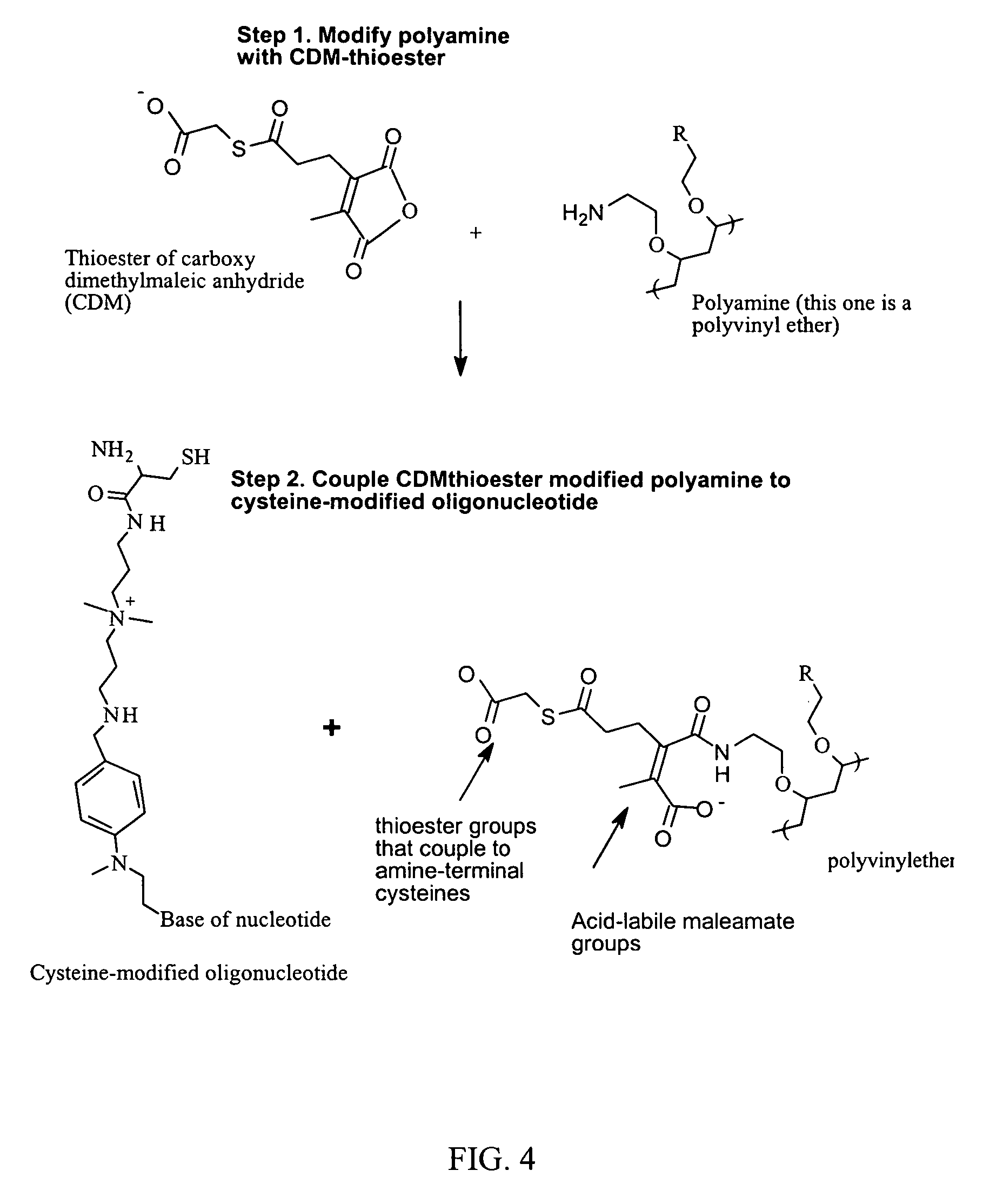 Reversible attachment of a membrane active polymer to a polynucleotide