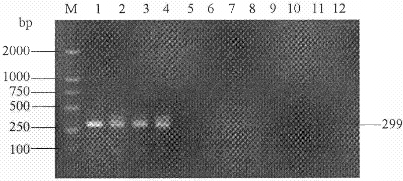 Specific primers for amplifying Verticillium lecanii