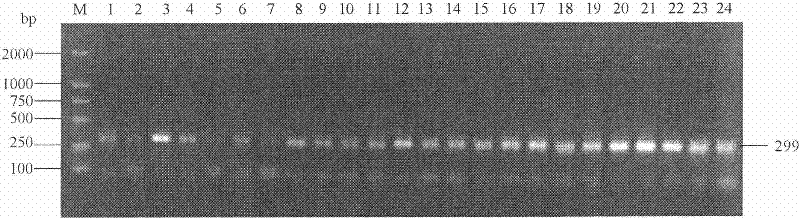 Specific primers for amplifying Verticillium lecanii