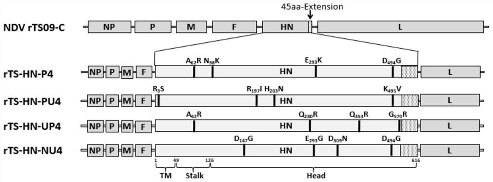 A mutant strain of heat-resistant Newcastle disease virus and its preparation method and application