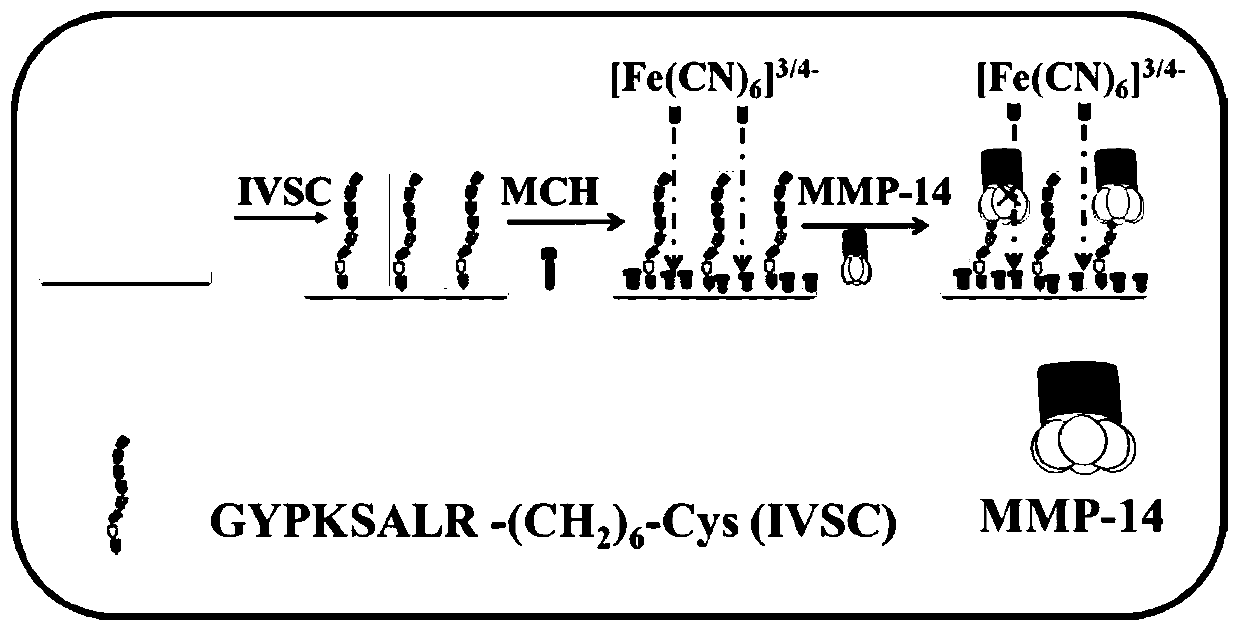 Electrochemical AC impedance biosensor for detecting MMP-14 and preparation method thereof