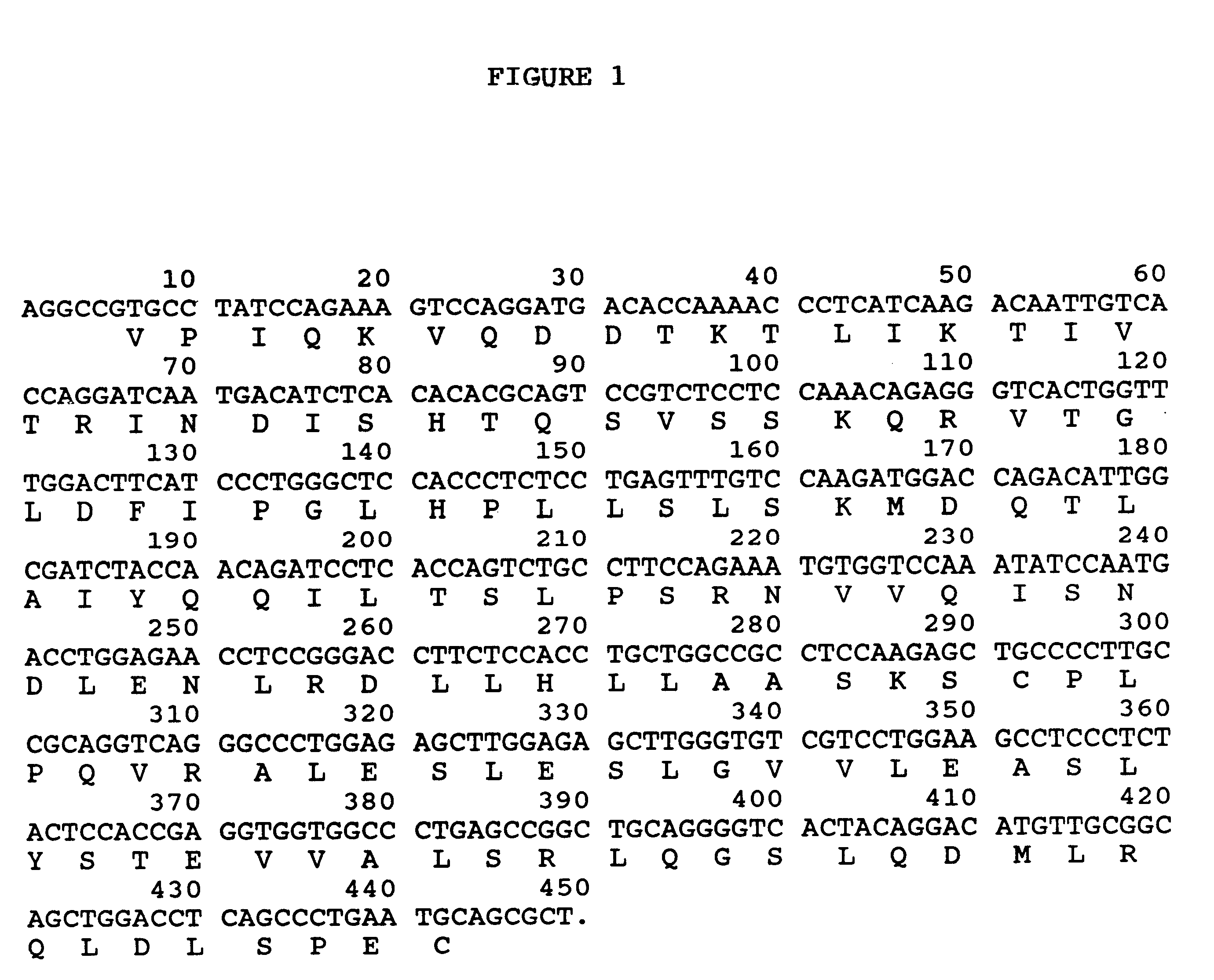 Bovine leptin protein, nucleic acid sequences coding therefor and uses thereof