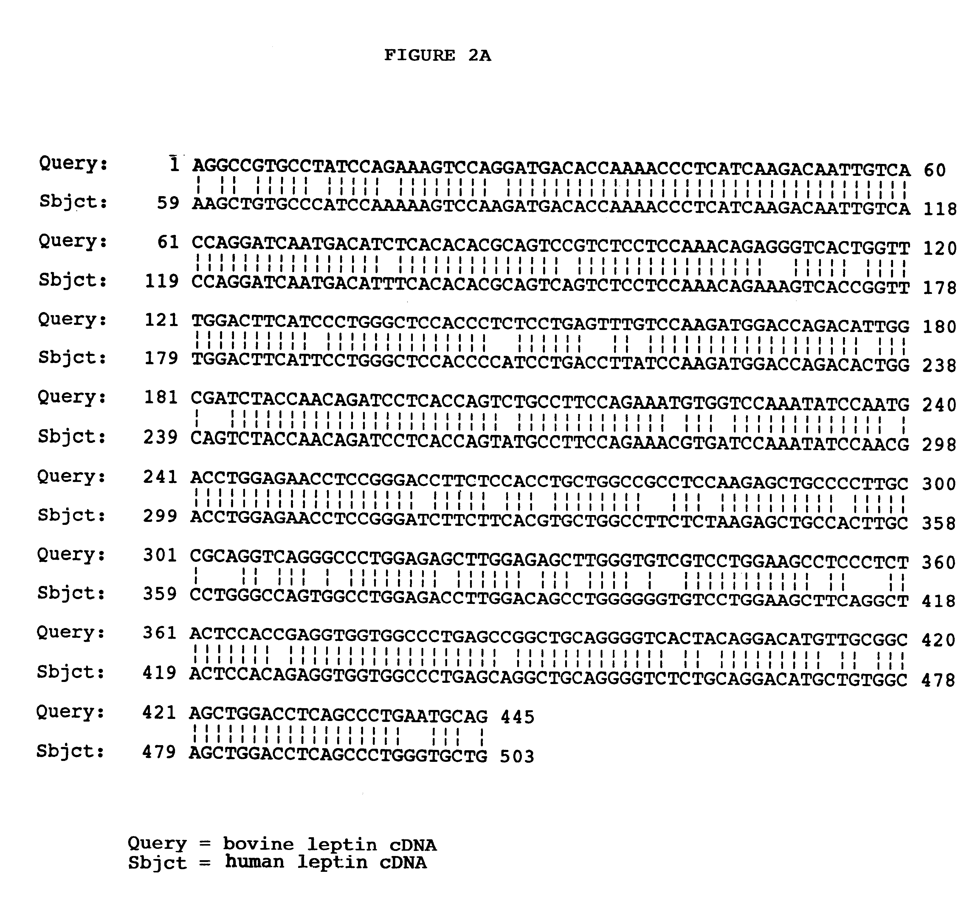 Bovine leptin protein, nucleic acid sequences coding therefor and uses thereof