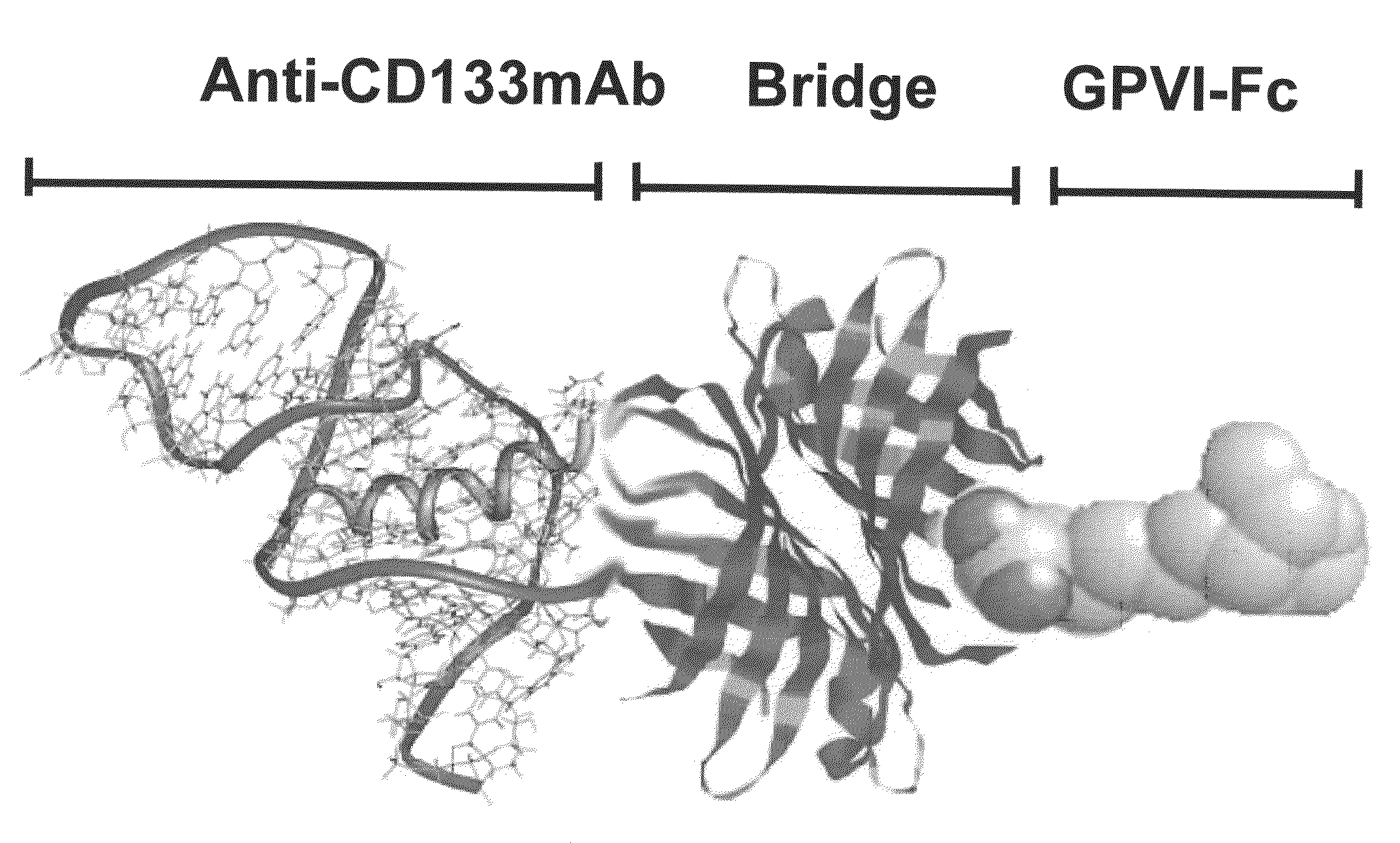 Bispecific fusion protein having therapeutic and diagnostic potential