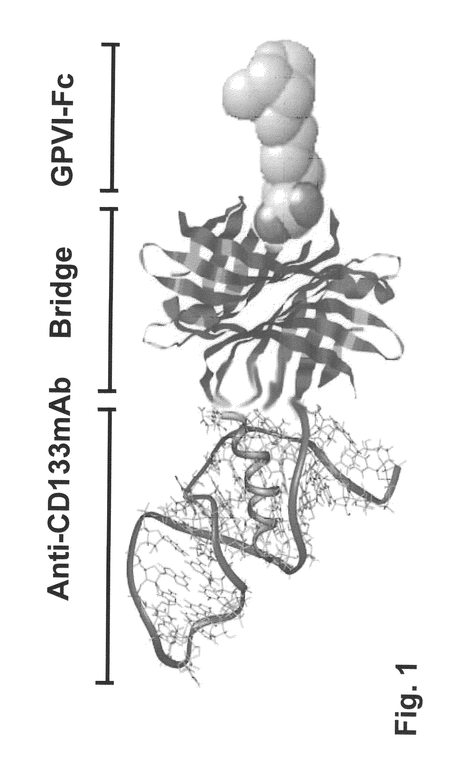 Bispecific fusion protein having therapeutic and diagnostic potential