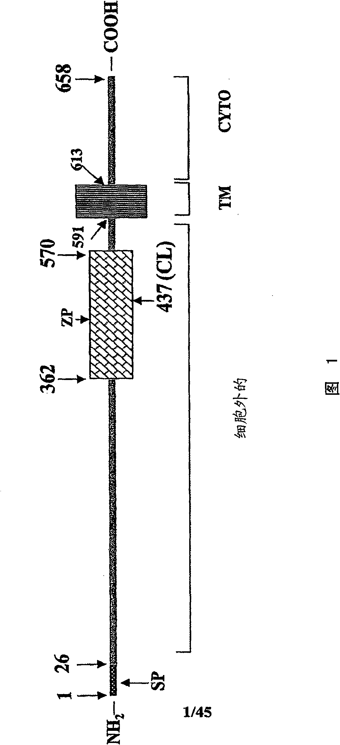 Methods of diagnosing and treating complications of pregnancy