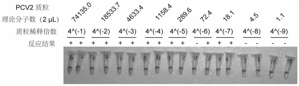 Porcine circovirus type 2 LAMP detection primer group and kit