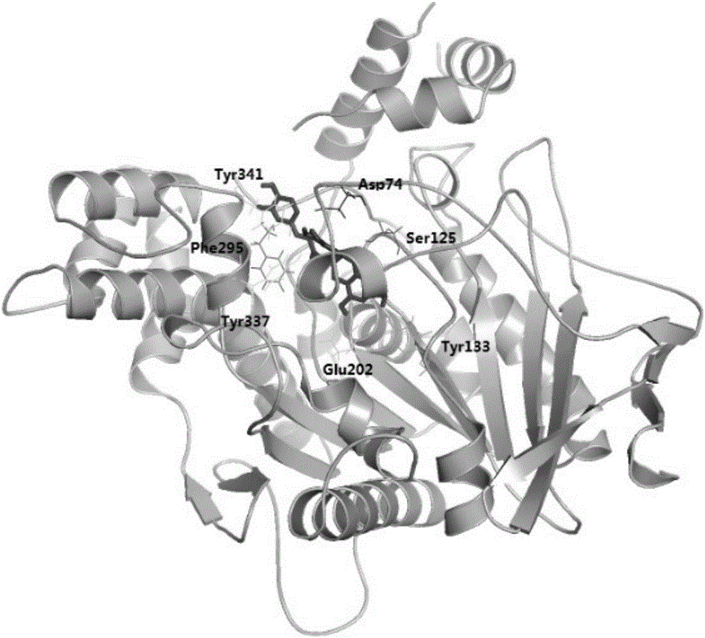 Catechin derivative and use thereof in preparation of acetylcholinesterase activity inhibition medicines