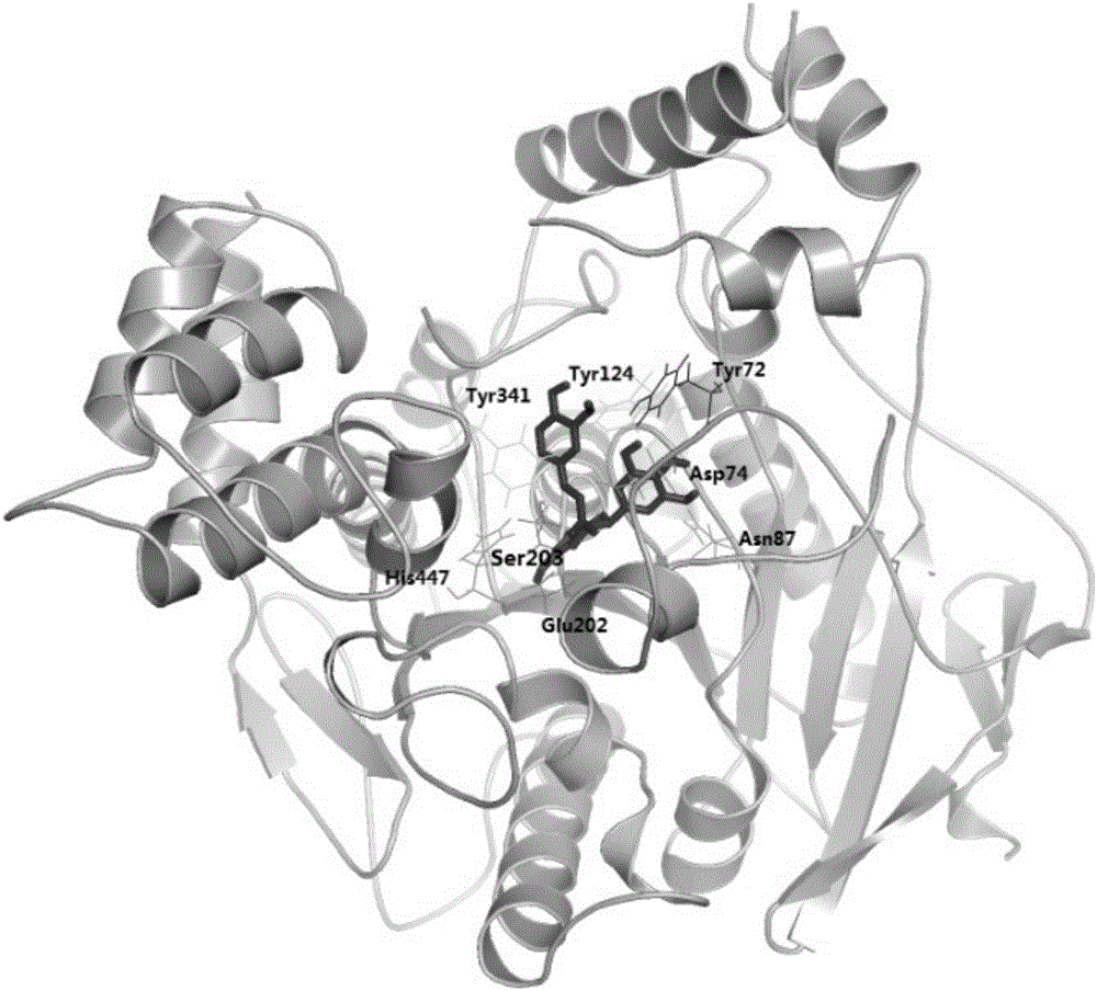 Catechin derivative and use thereof in preparation of acetylcholinesterase activity inhibition medicines