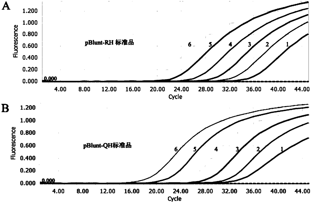 Taqman probe fluorescent quantitative PCR detection kit for identifying canine distemper virus wild strain and vaccine strain as well as application thereof