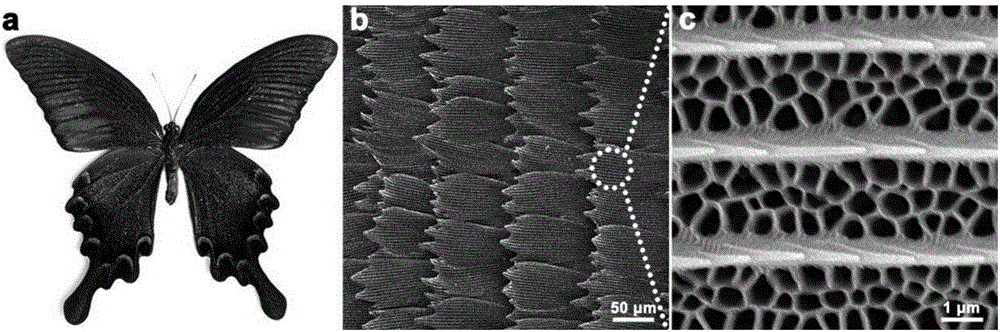 Method for preparing oxygen reduction catalyst by using insect wings as raw material