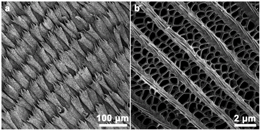 Method for preparing oxygen reduction catalyst by using insect wings as raw material