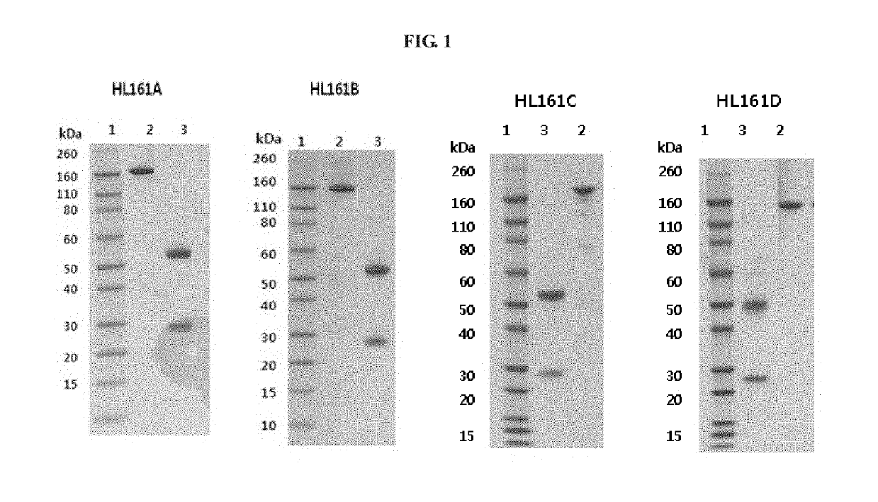 Antibody binding to FcRn for treating autoimmune diseases