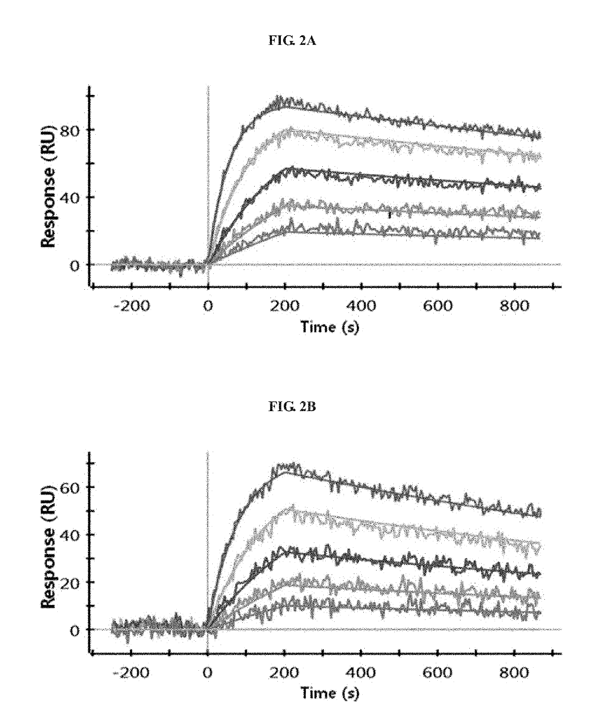 Antibody binding to FcRn for treating autoimmune diseases