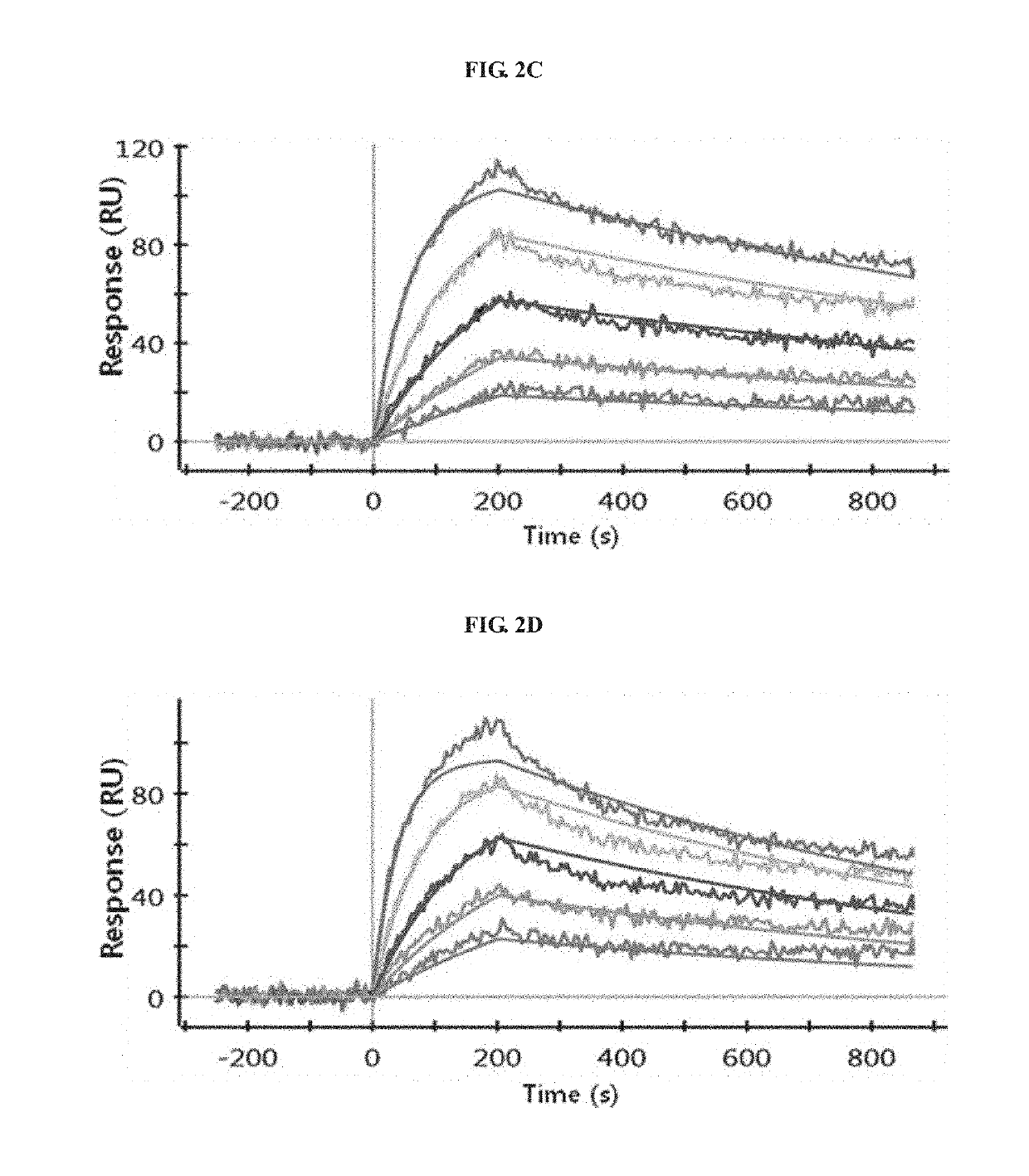 Antibody binding to FcRn for treating autoimmune diseases