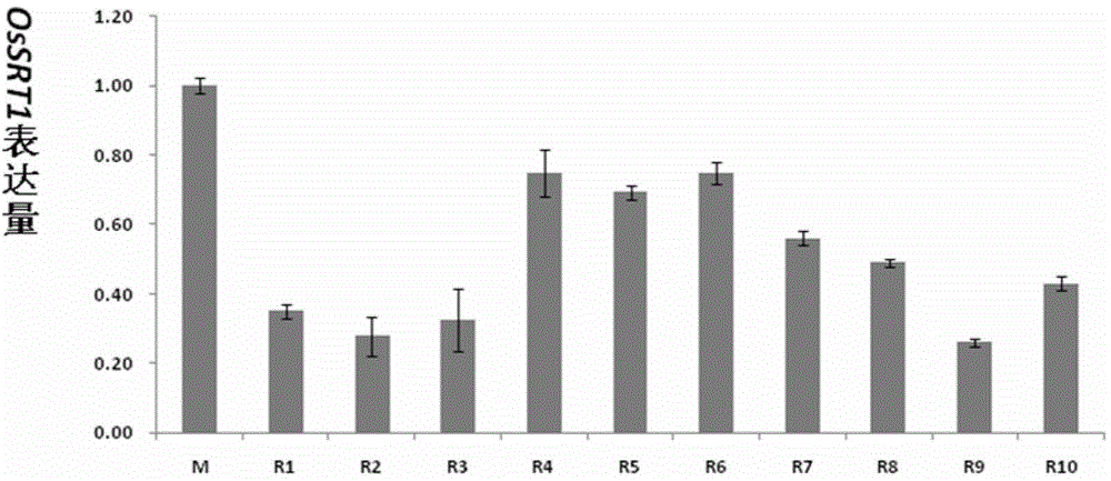 Application of histone deacetylase gene to regulation and control on development of rice seed starch