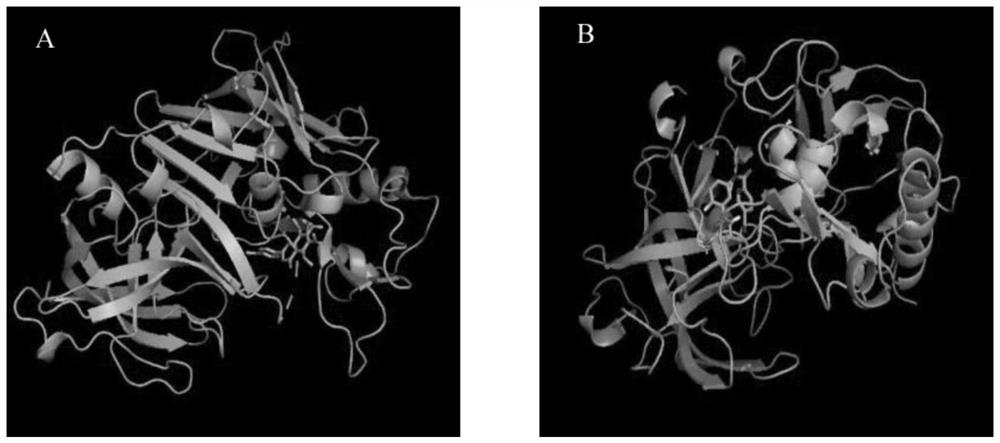 Application of hesperetin in preparation of drug for inhibiting activity of beta secretase