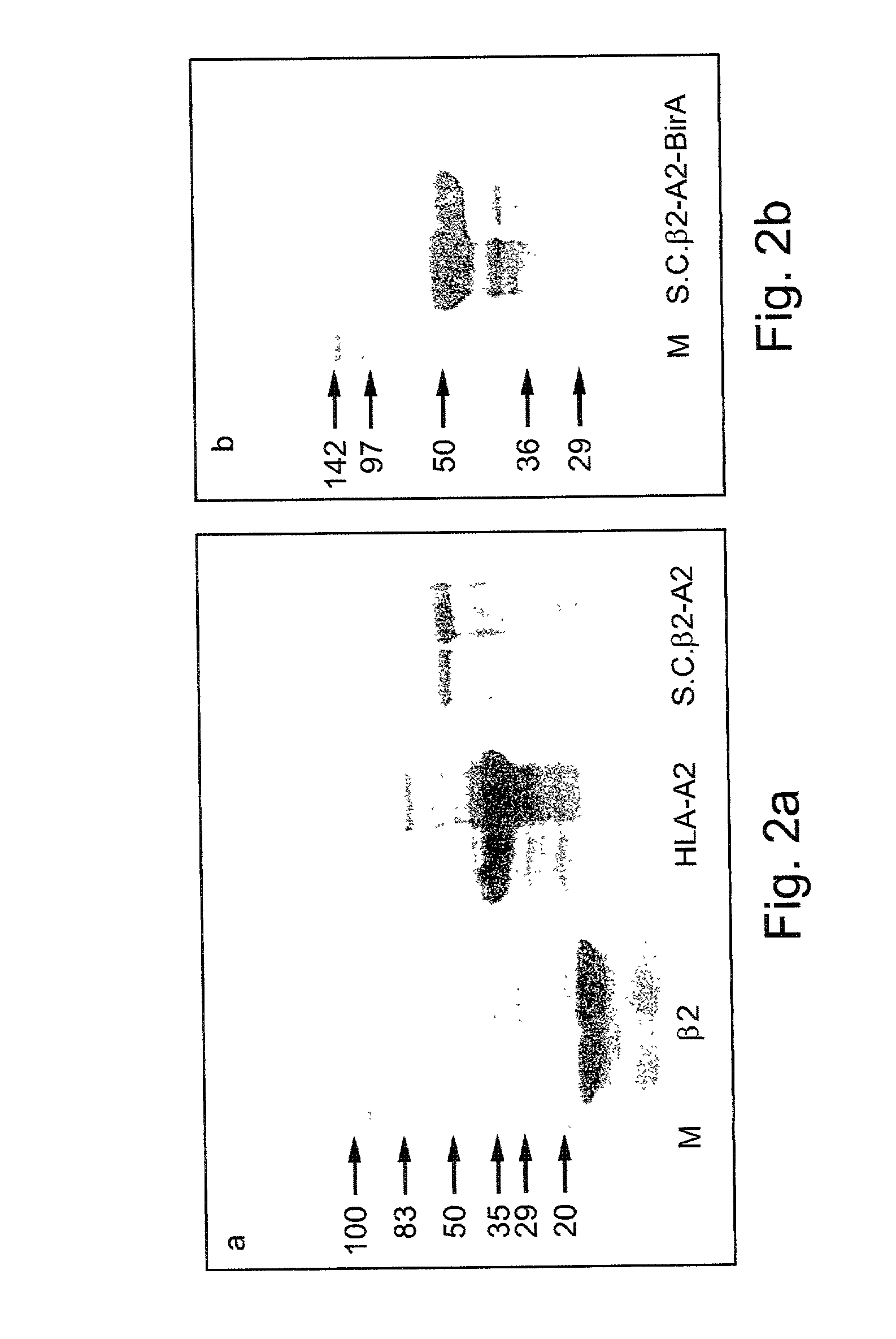 Single chain class I major histo-compatibility complexes, constructs encoding same and methods of generating same