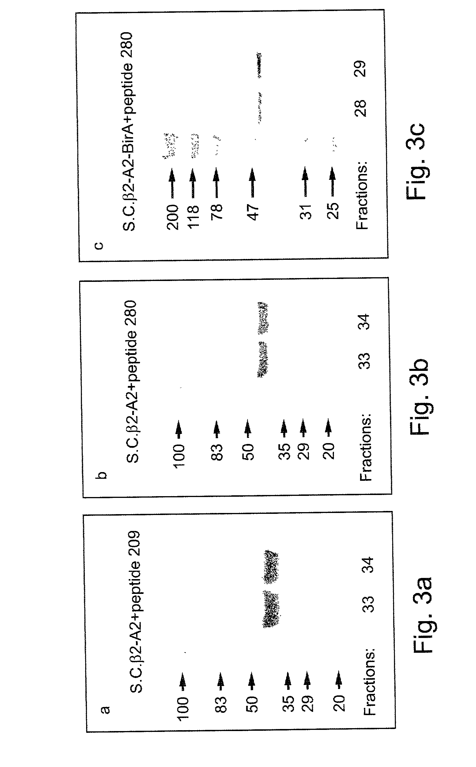 Single chain class I major histo-compatibility complexes, constructs encoding same and methods of generating same