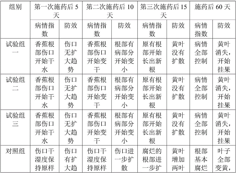 Banana panama disease Chinese herbal medicine prevention and treatment agent and preparation method thereof