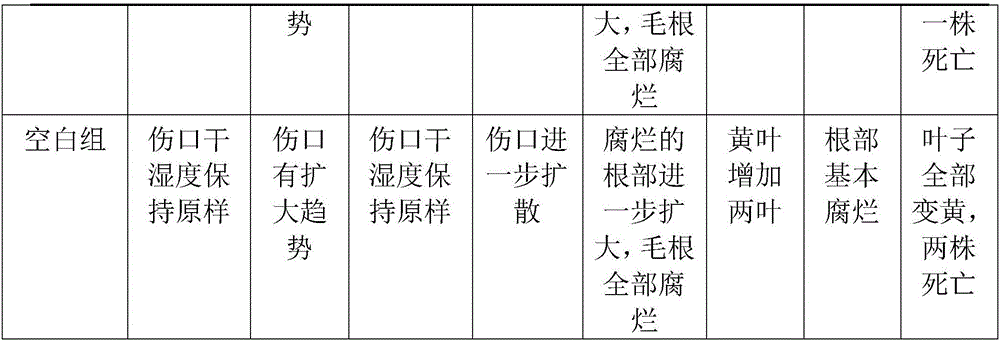 Banana panama disease Chinese herbal medicine prevention and treatment agent and preparation method thereof