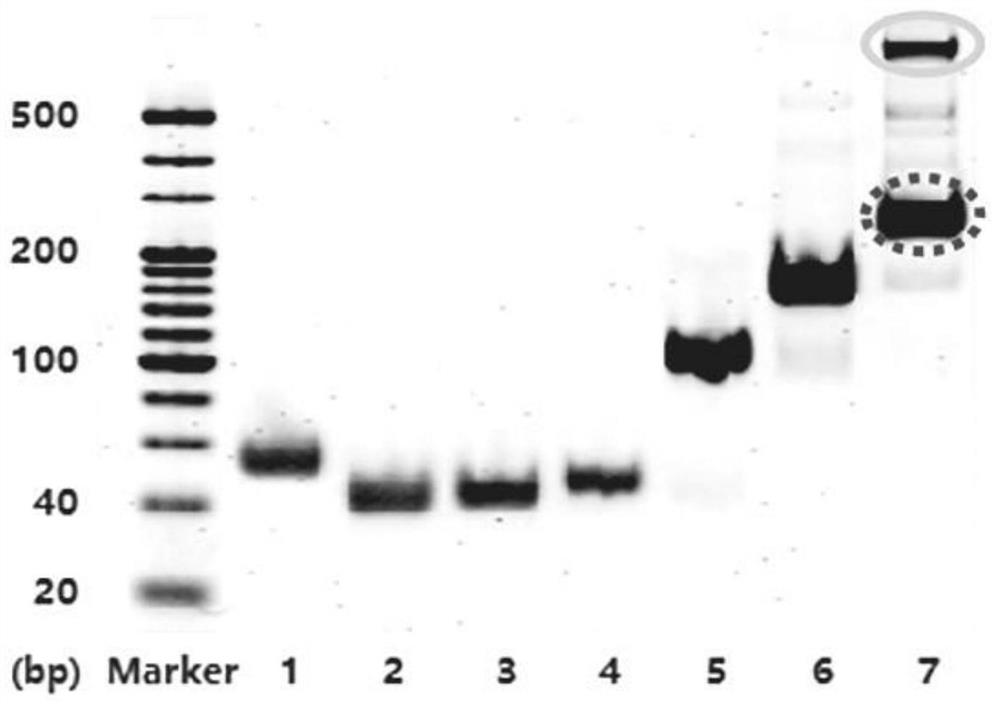 Application of dna tetrahedron in the preparation of drugs for promoting nerve repair