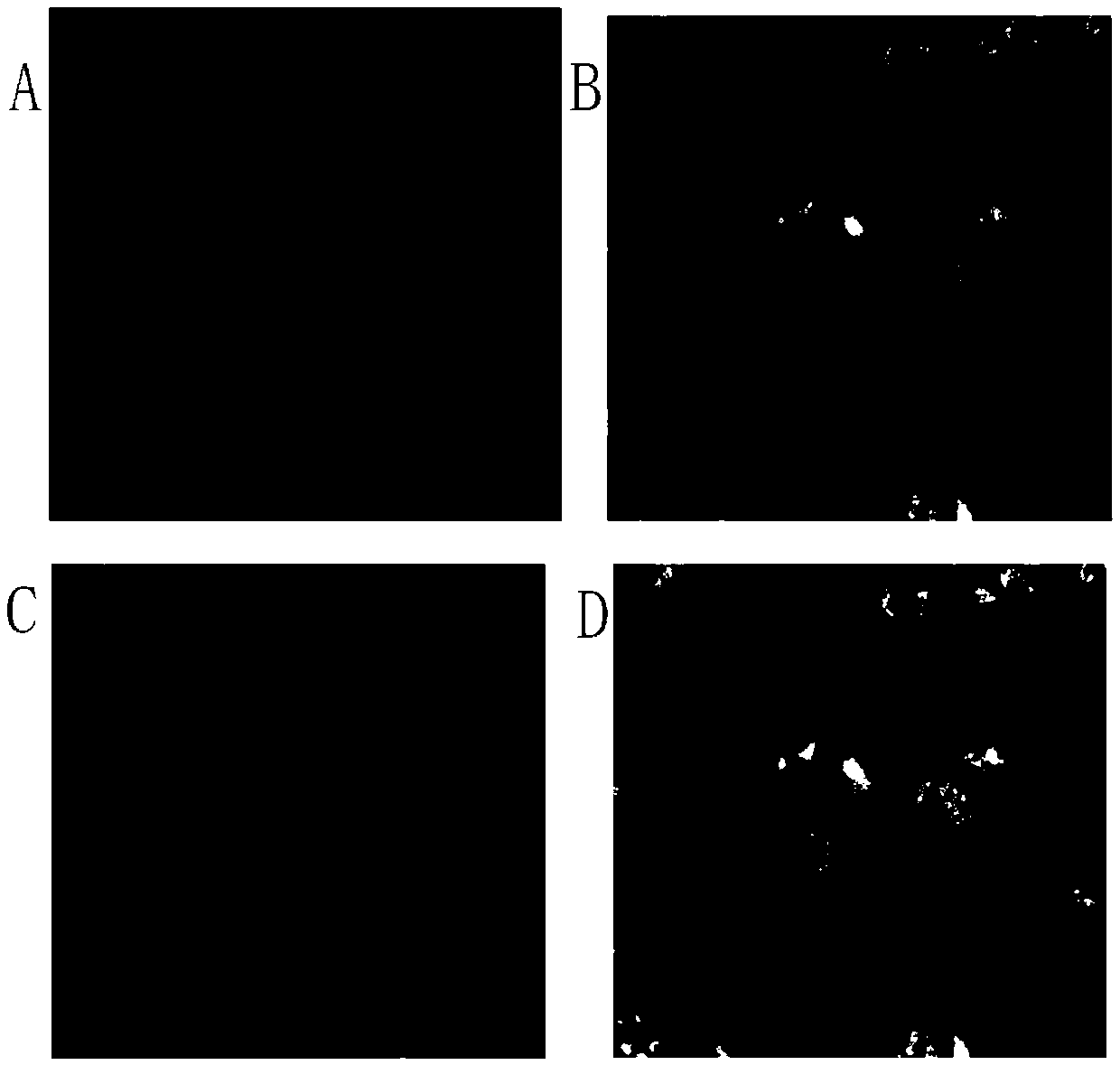 Application of specnuezhenide as autophagy inducer