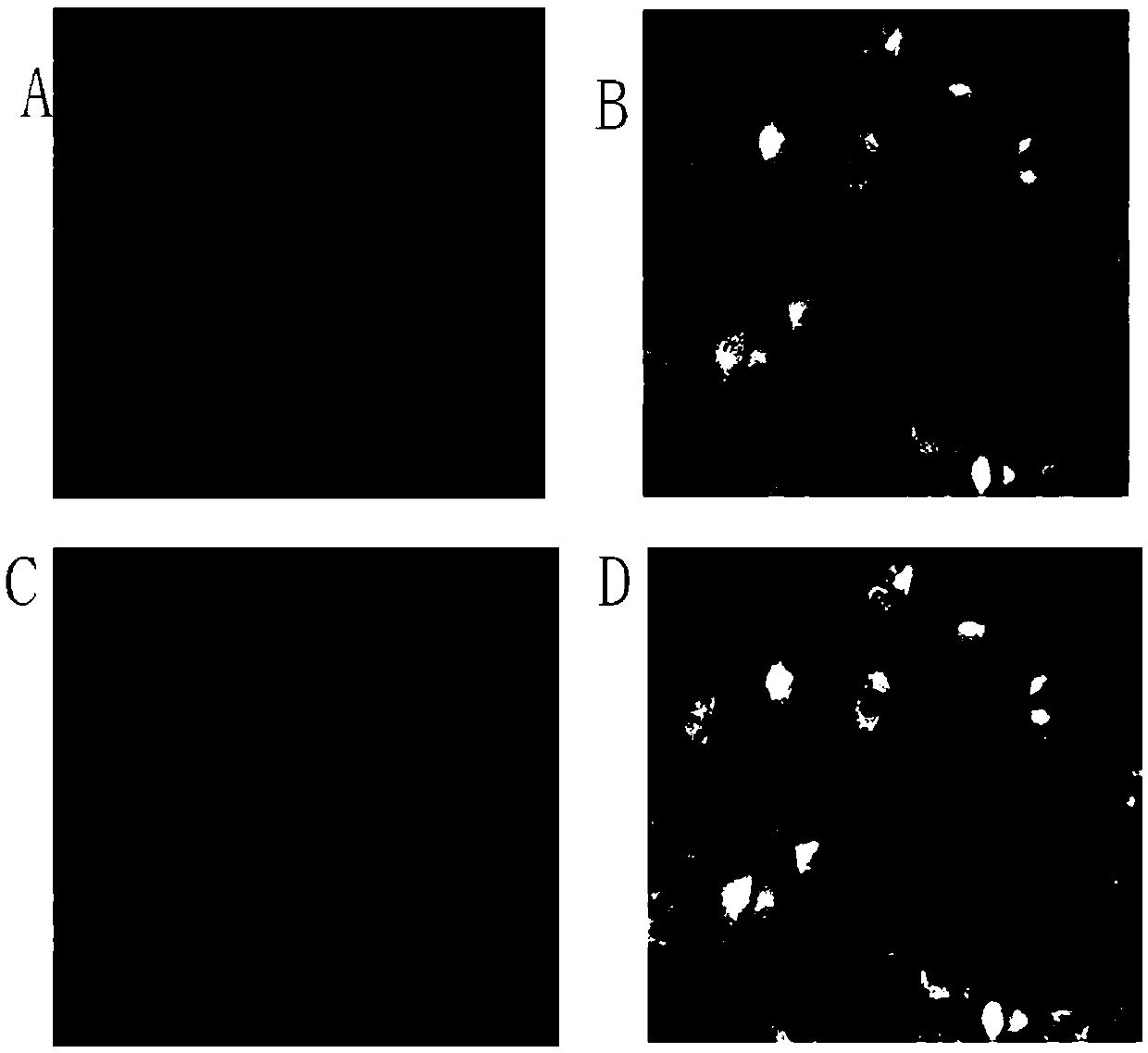 Application of specnuezhenide as autophagy inducer