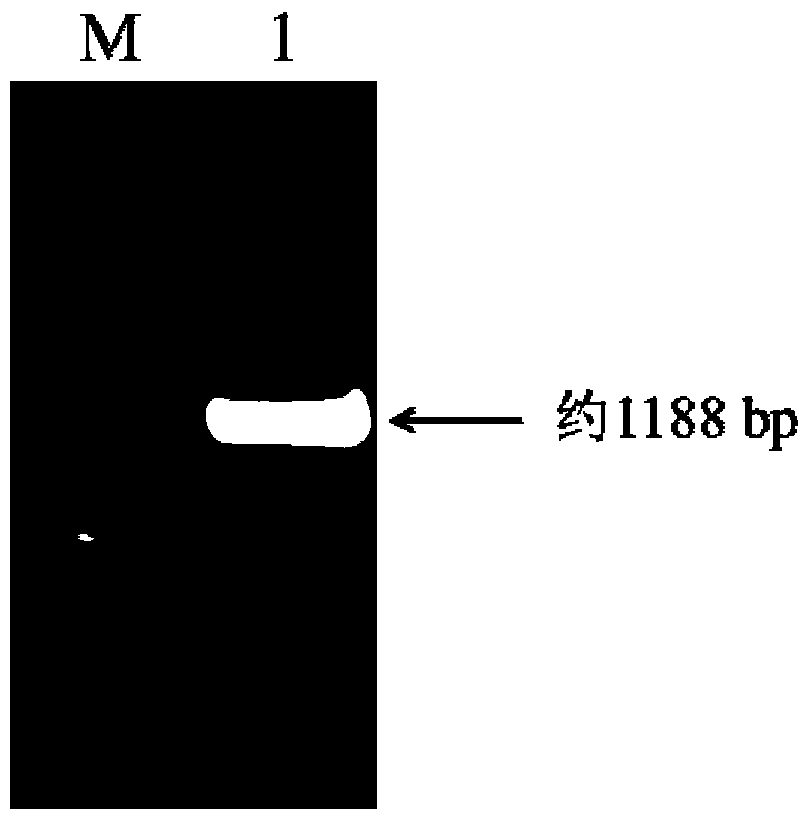 Application of Soybean myb Transcription Factor Gene to Enhance Soybean Isoflavone Biosynthesis