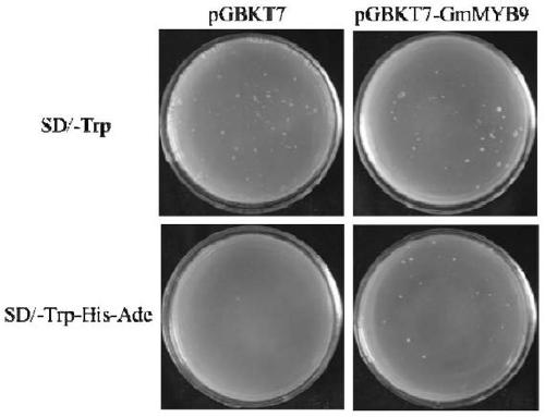 Application of Soybean myb Transcription Factor Gene to Enhance Soybean Isoflavone Biosynthesis