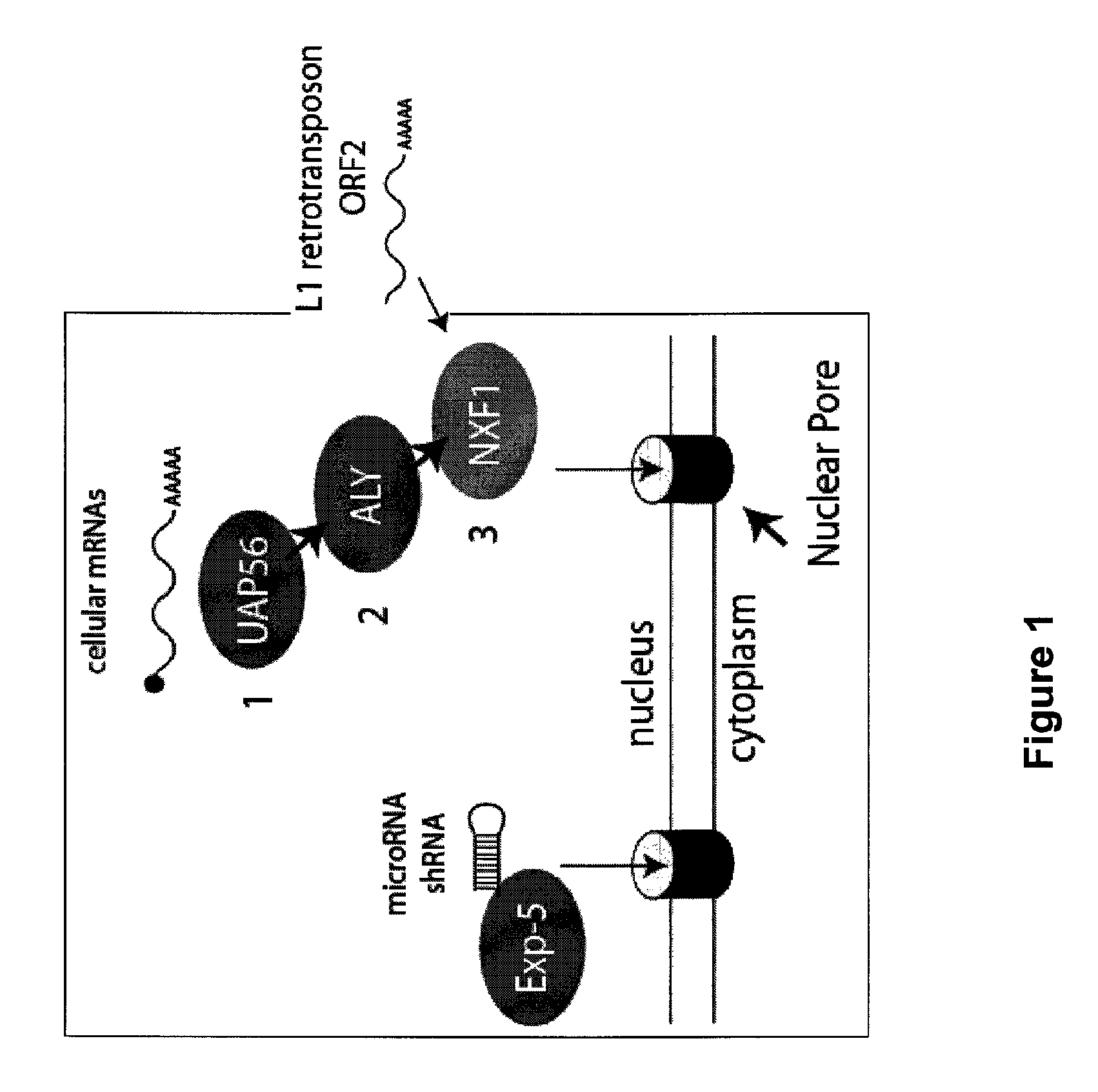 Alternative export pathways for vector expressed RNA interference