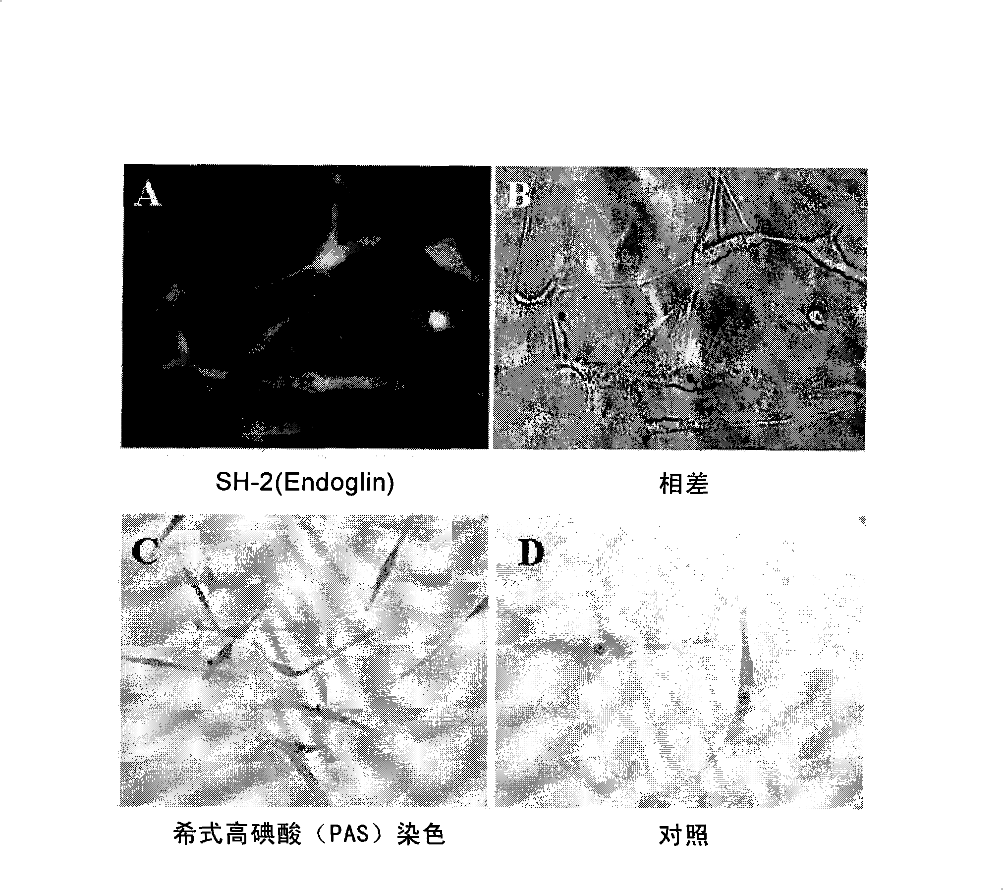 Multipotent adult stem cells having an ability of Oct4 expression derived from umbilical cord blood and method for preparing the same