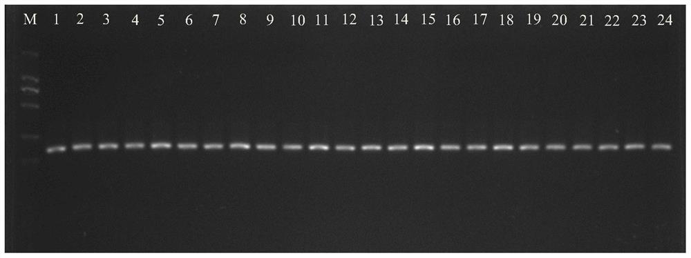 Screening and application of high-expression reference gene Ce047468 of taro