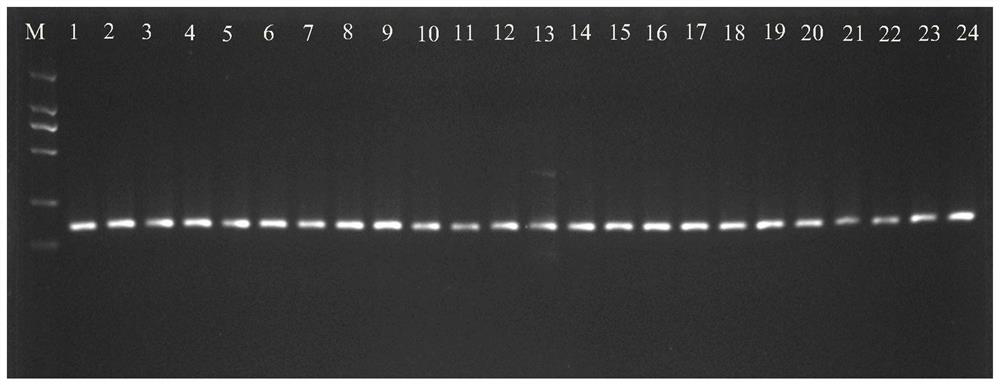 Screening and application of high-expression reference gene Ce047468 of taro