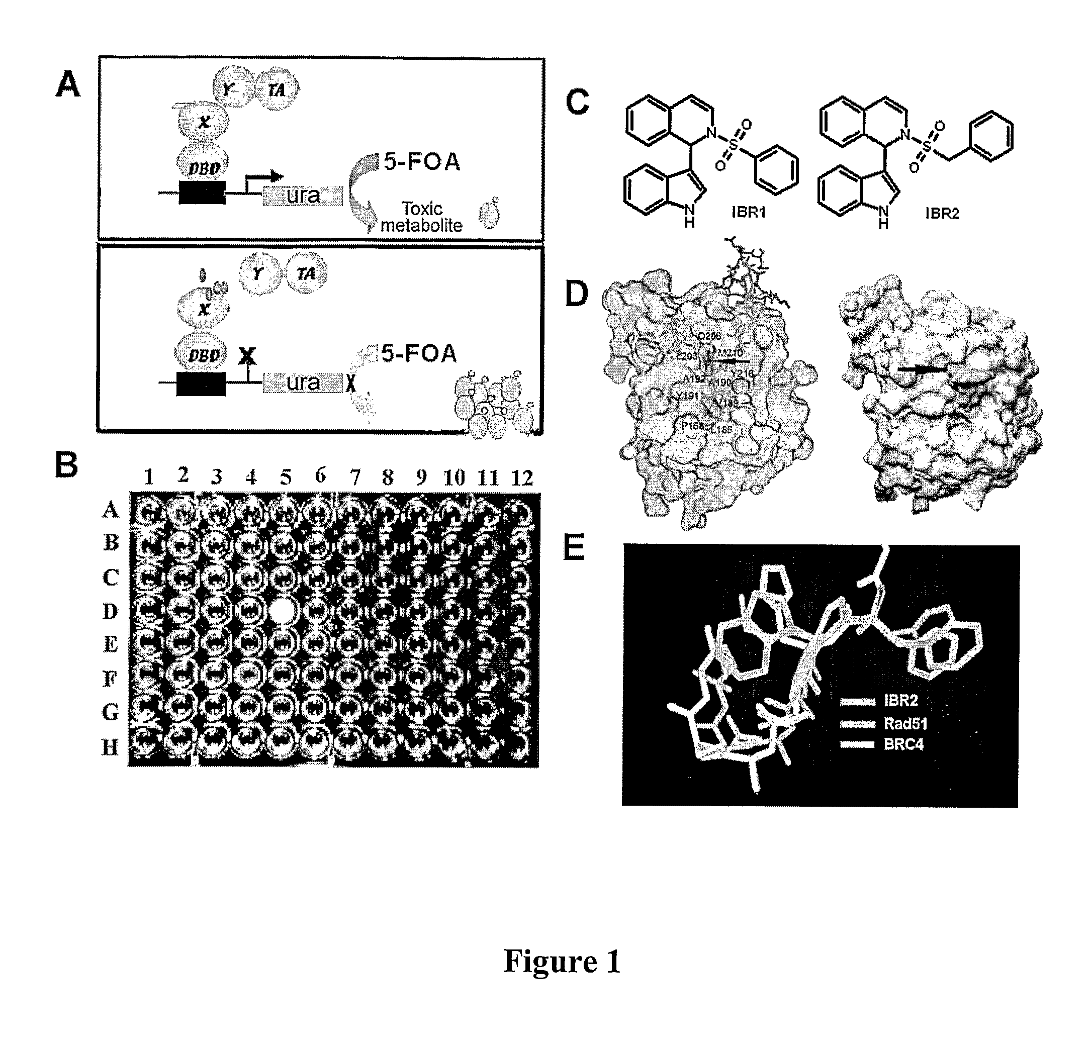 Compositions and methods for disruption of BRCA2-Rad51 interaction