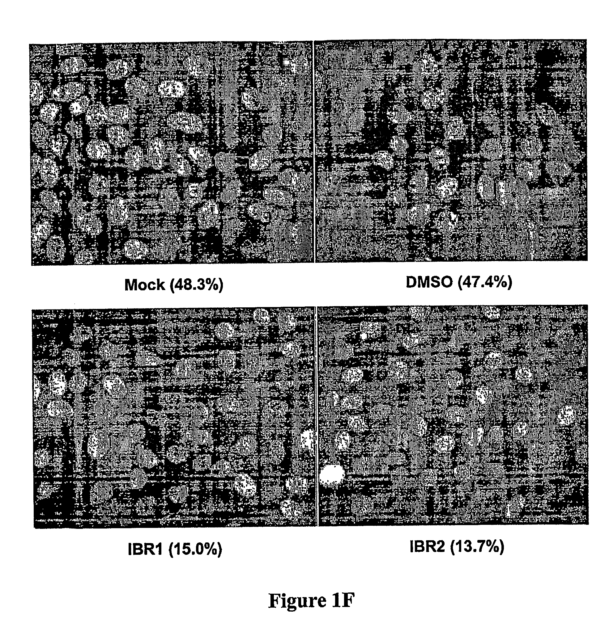 Compositions and methods for disruption of BRCA2-Rad51 interaction