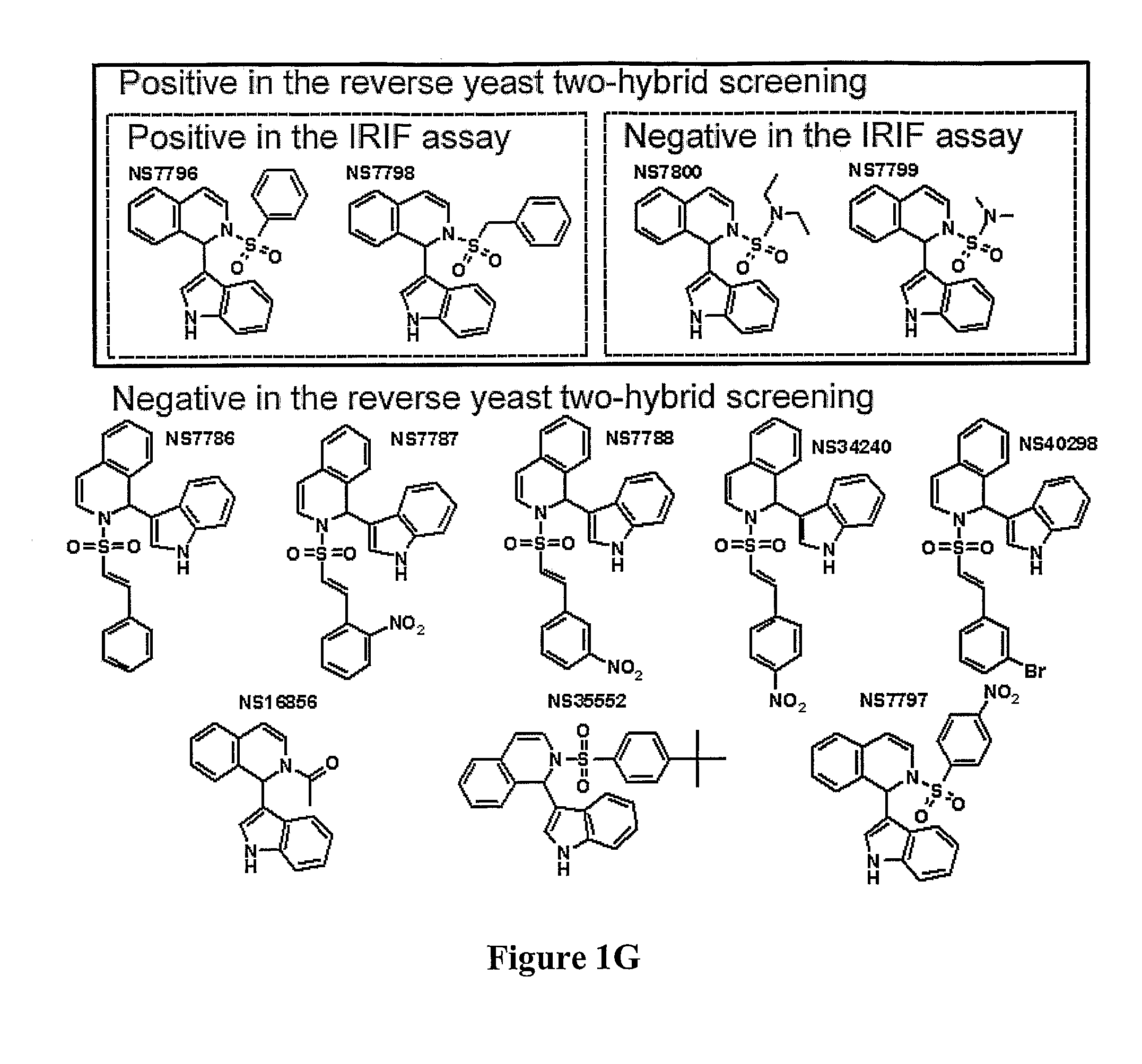 Compositions and methods for disruption of BRCA2-Rad51 interaction