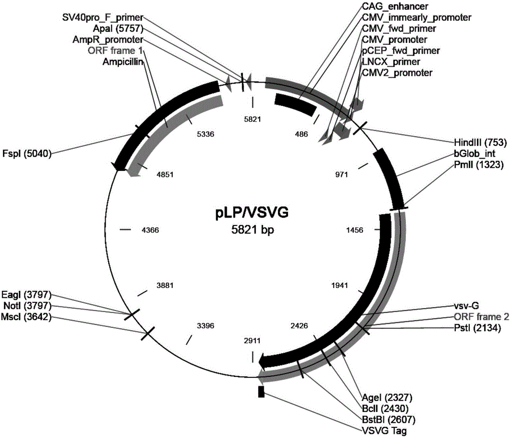 Lentiviral vector efficiently mediating overexpression of T1R2 gene and lentivirus, and construction methods thereof