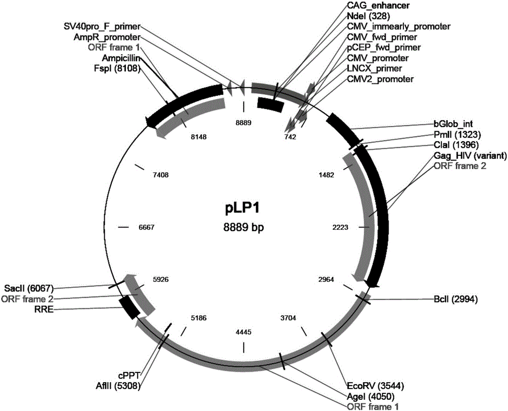 Lentiviral vector efficiently mediating overexpression of T1R2 gene and lentivirus, and construction methods thereof