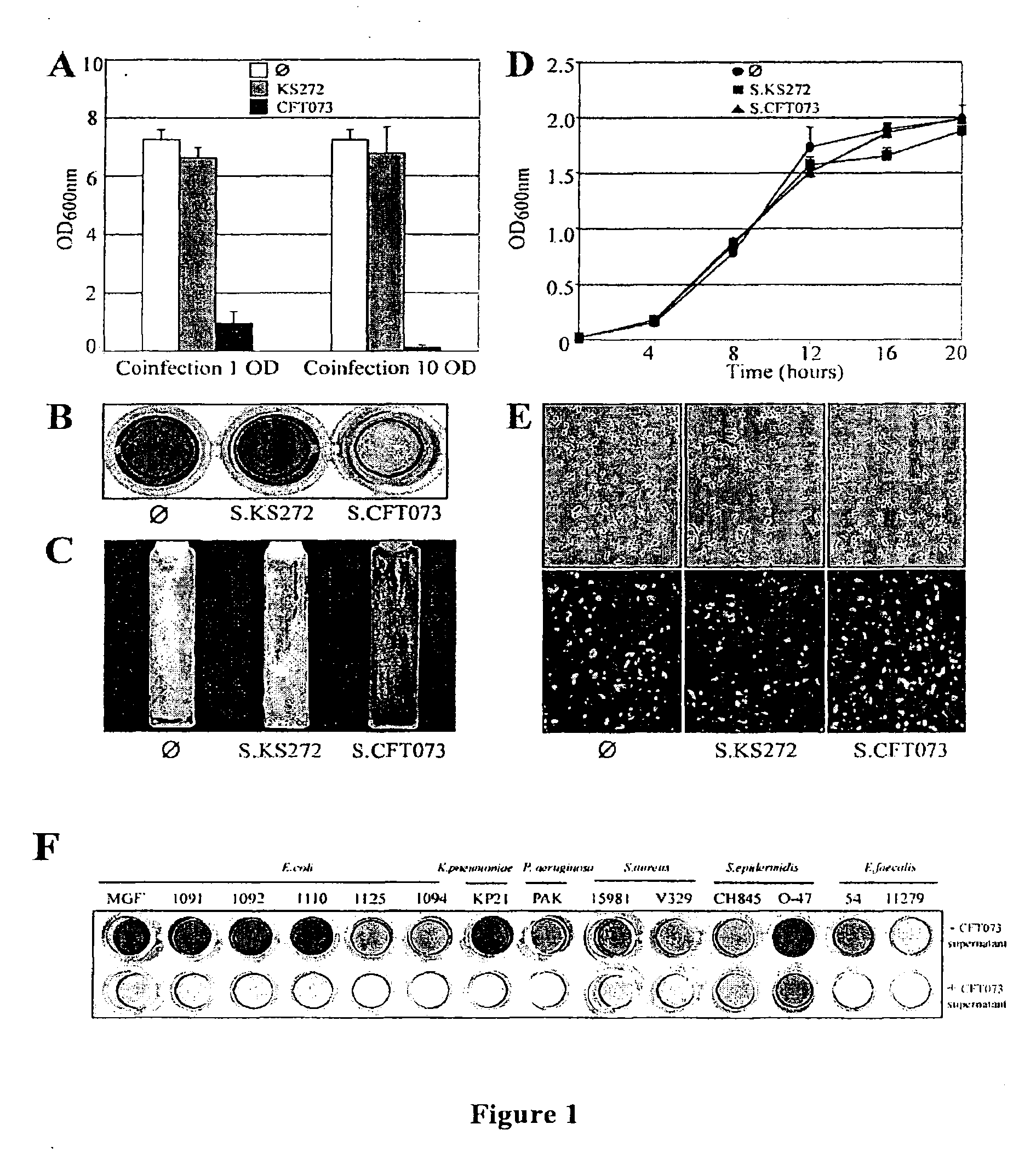 Use of bacterial polysaccharides for biofilm inhibition