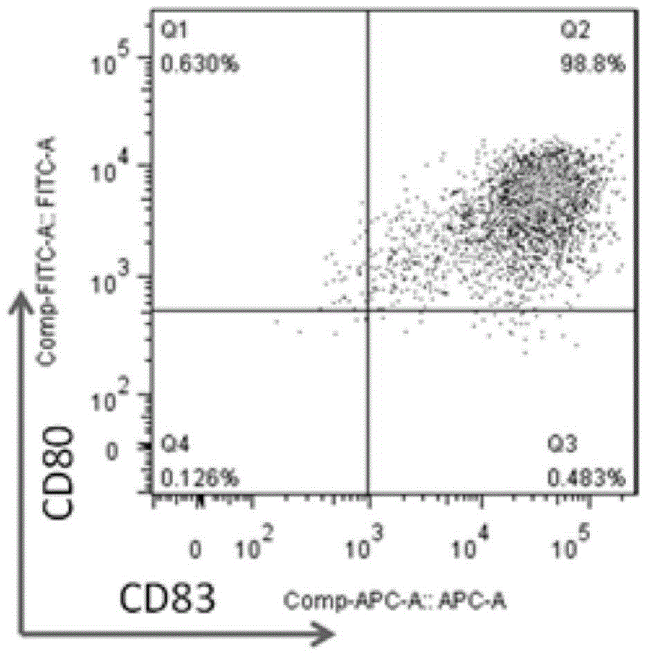 Preparation method and application of HLA-A0201-restrictive anti-Sox2 specific CTL