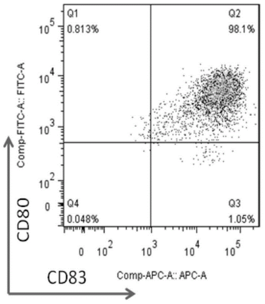 Preparation method and application of HLA-A0201-restrictive anti-Sox2 specific CTL