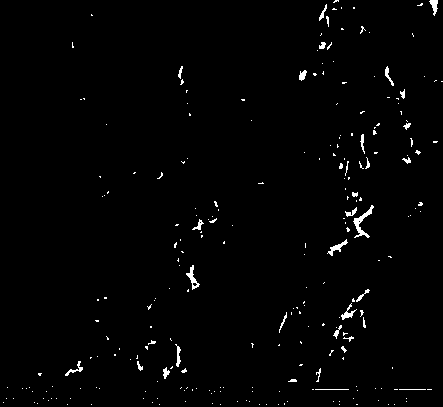 Preparation method for tin-based oxide nanorods